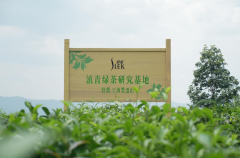 舒蕾景迈山溯源：探寻古树滇青绿茶的东方植萃能量